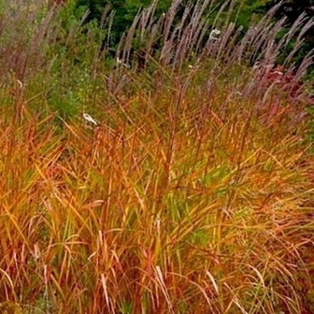 Miscanthus 'Purpurascens'