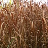 Miscanthus sacchariflorus