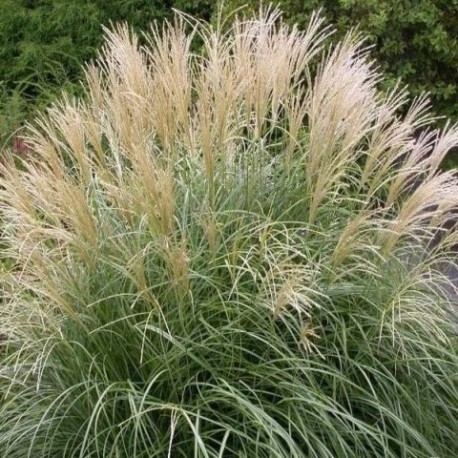 Miscanthus sinensis 'Adagio'