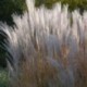 Miscanthus sinensis 'Augustfeder'