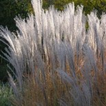 Miscanthus sinensis 'Augustfeder'