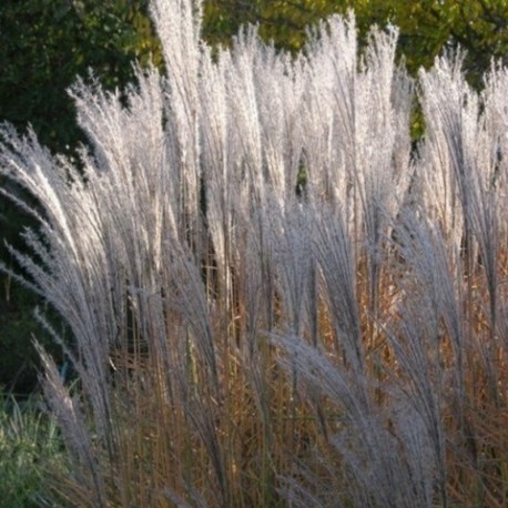 Miscanthus sinensis 'Augustfeder'