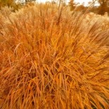 Miscanthus sinensis 'E. Lepage'