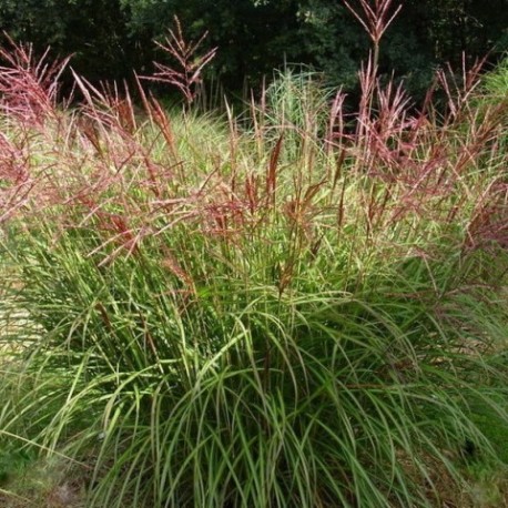 Miscanthus sinensis 'Ferner Osten'