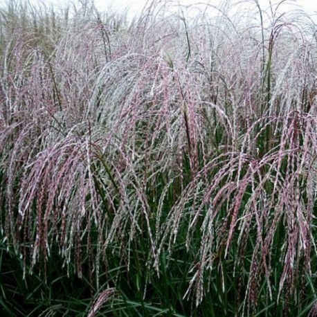 Miscanthus sinensis 'Flamingo'