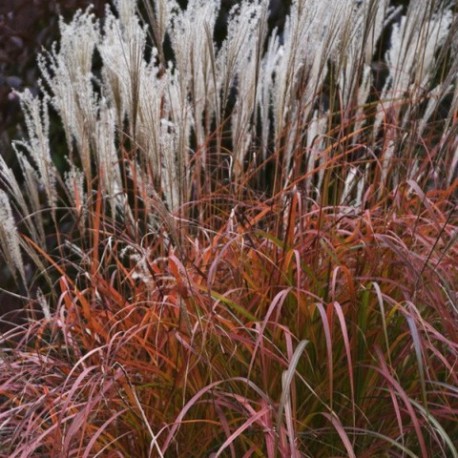 Miscanthus sinensis 'Flammenmeer'