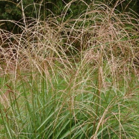 Miscanthus sinensis 'Frou-Frou'