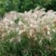 Miscanthus sinensis 'Gewitterwolke'