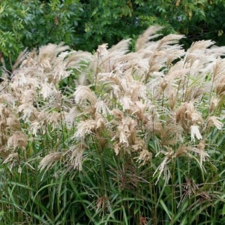 Miscanthus sinensis 'Gewitterwolke'