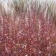 Miscanthus sinensis 'Ghana'