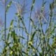 Miscanthus sinensis 'Giraffe'