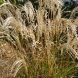 Miscanthus sinensis 'Gold und Silber'