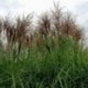 Miscanthus sinensis 'Goliath'