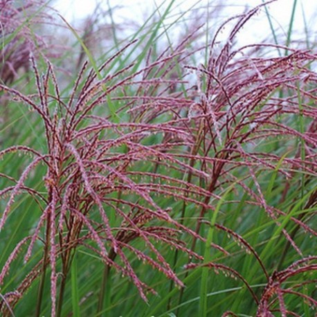 Miscanthus sinensis 'Gracillimus