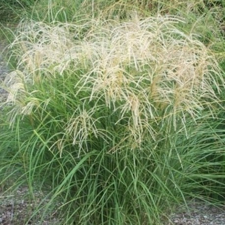 Miscanthus sinensis 'Graziella'