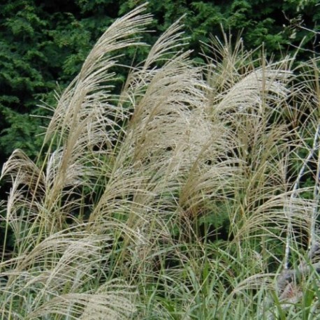 Miscanthus sinensis 'Grosse Fontaine'