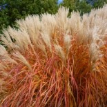 Miscanthus sinensis 'Herman Mussel'