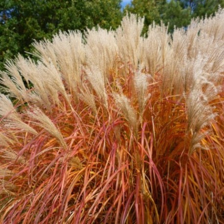 Miscanthus sinensis 'Herman Mussel'