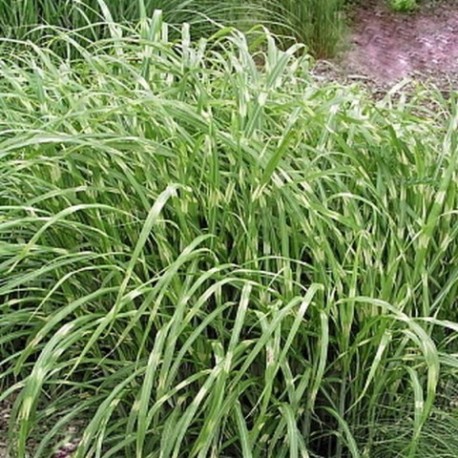 Miscanthus sinensis 'Hinjo'