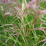 Miscanthus sinensis 'Kaskade'