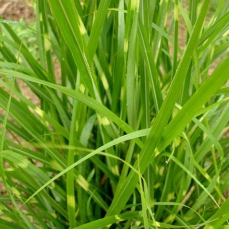 Miscanthus sinensis 'Kirk Alexander'