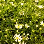 Aster ericoides 'Schneetanne'