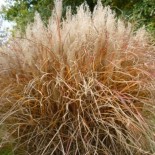 Miscanthus sinensis 'Kleine Silberspinne'