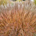 Miscanthus sinensis 'Krater'