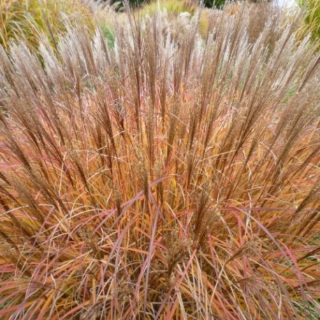 Miscanthus sinensis 'Krater'