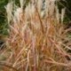 Miscanthus sinensis 'Kupferberg'