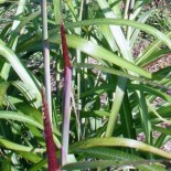 Miscanthus sinensis 'Largo'