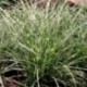 Miscanthus sinensis 'Little Zebra'