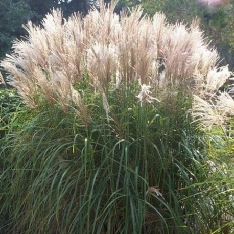 Miscanthus sinensis 'Malepartus