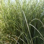 Miscanthus sinensis 'Morning Light'