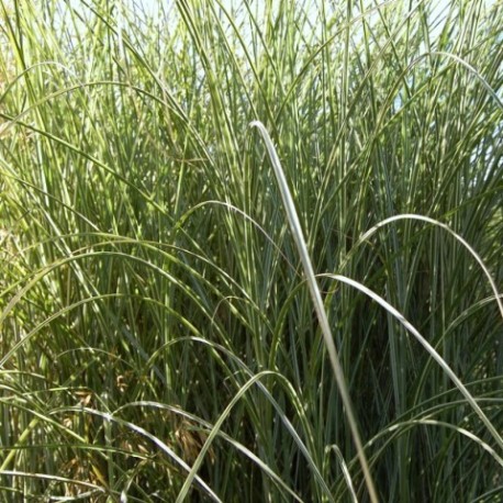 Miscanthus sinensis 'Morning Light'