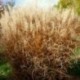 Miscanthus sinensis 'Nippon'