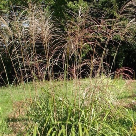 Miscanthus sinensis 'Poseïdon'