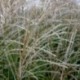 Miscanthus sinensis 'Positano'