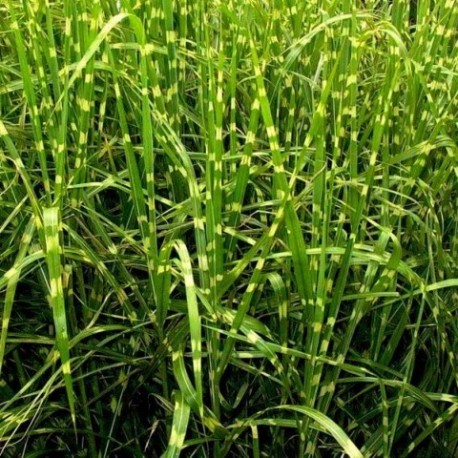 Miscanthus sinensis 'Pünktchen'