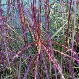 Miscanthus sinensis 'Purple Fall'