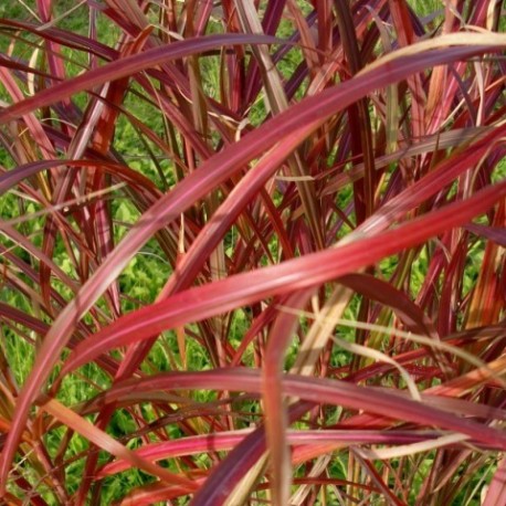 Miscanthus sinensis 'Purple Rain'