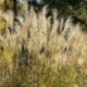 Miscanthus sinensis 'Roland'