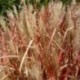 Miscanthus sinensis 'Rotfuchs'