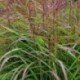 Miscanthus sinensis 'Samouraï'