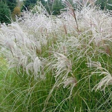 Miscanthus sinensis 'Sarabande '