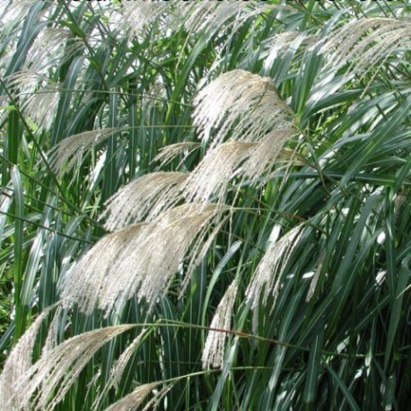 Miscanthus sinensis 'Silberfeder'