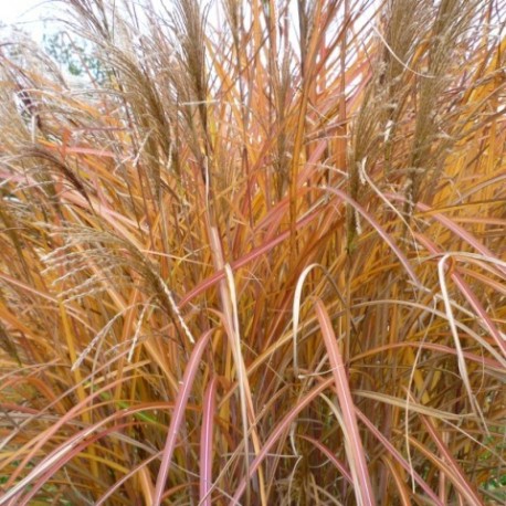 Miscanthus sinensis 'Silberturm'