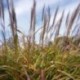 Miscanthus sinensis 'Sirène'