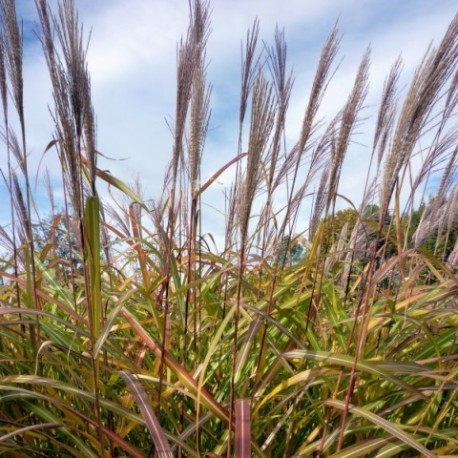 Miscanthus sinensis 'Sirène'