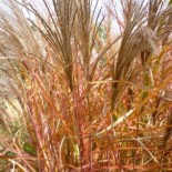 Miscanthus sinensis 'Spatgrün'